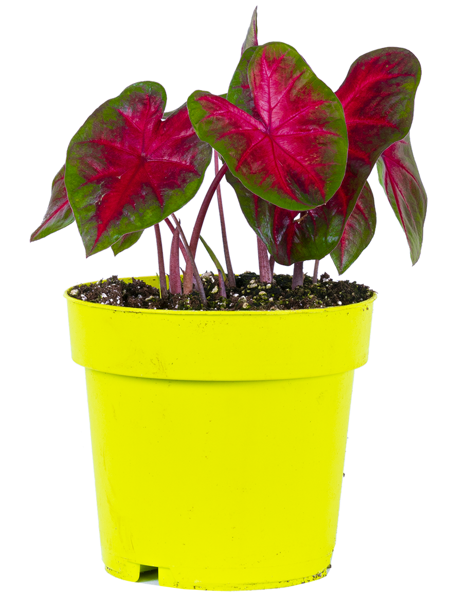 Caladium | John Peed (L)