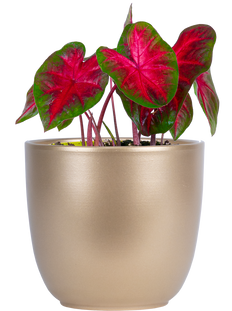 Caladium | John Peed (L)