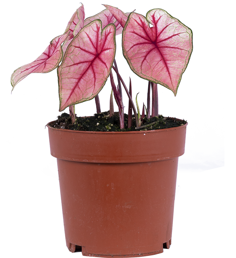 Caladium | (L)