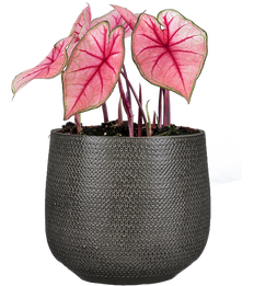 Caladium | Assorted (L)