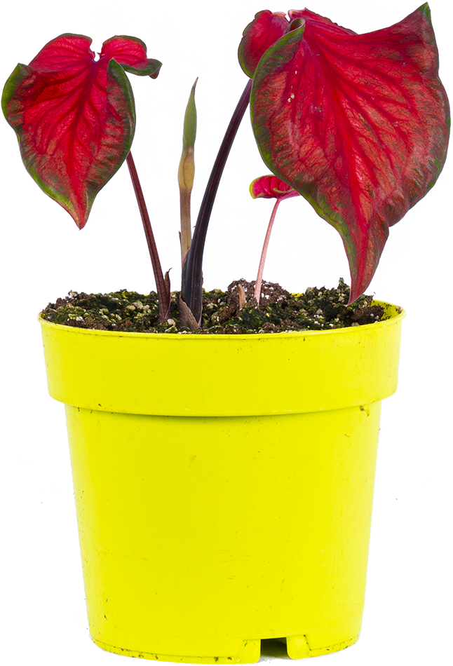 Caladium | Hot 2 Trot (M)