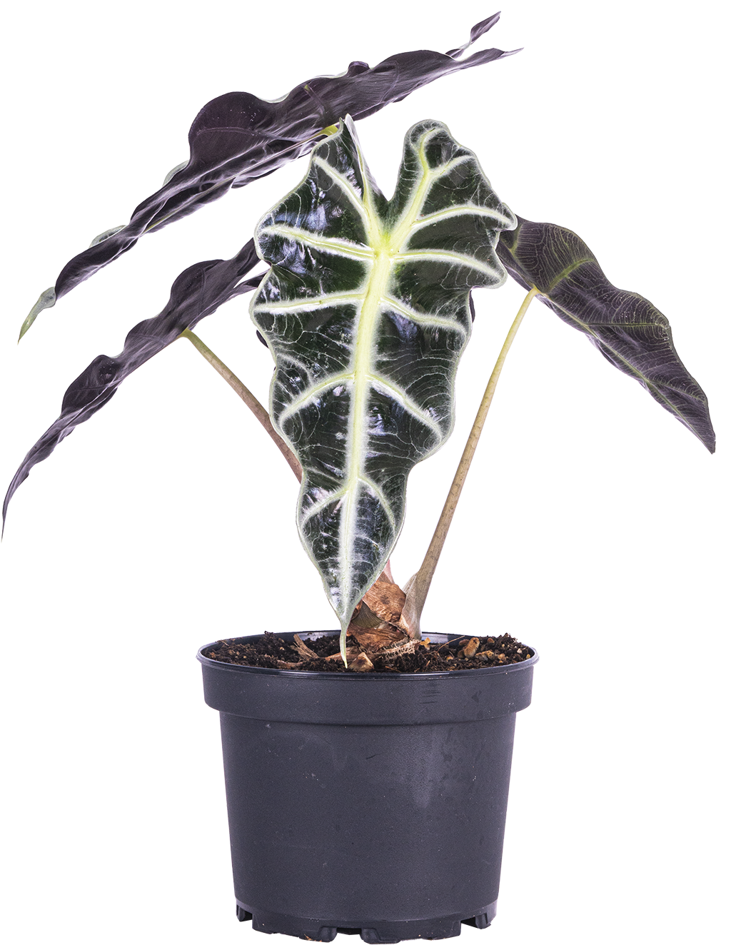 Alocasia Amazonica (M)