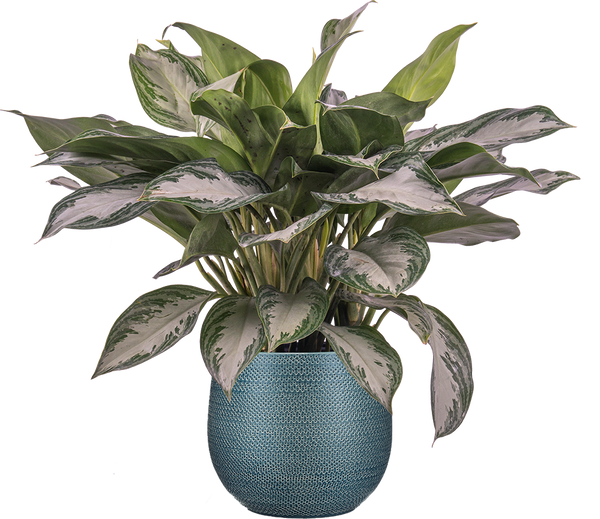 60cm chinese evergreen aglaonema 'silver bay Aglaonema Silver Bay | Chinese Evergreen | | Easy Care Houseplant