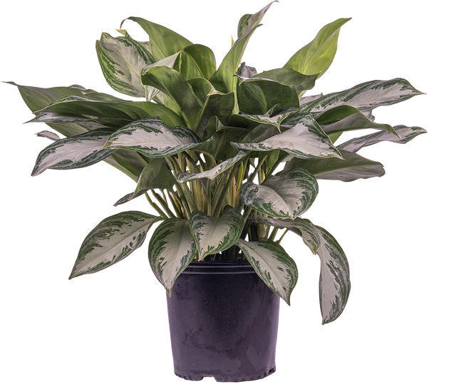 Aglaonema Silver Bay | Chinese Evergreen | | Easy Care Houseplant