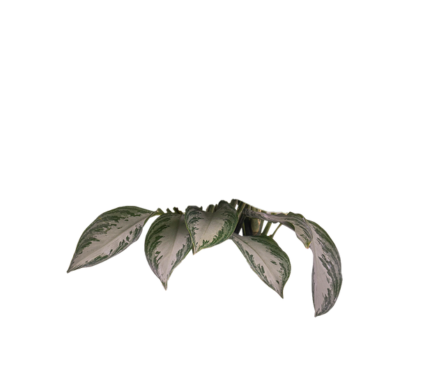 aglaonema leaves transparent Aglaonema Silver Bay | Chinese Evergreen | | Easy Care Houseplant