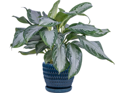 plant hanging stands Tiered Shelf Plant Hanger