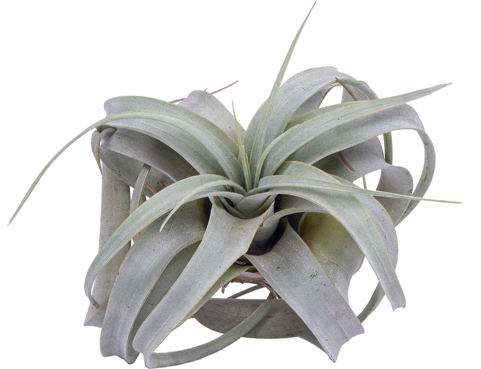Tillandsia Xerographica | | Easy Care Houseplant | Plantsome Tillandsia Xerographica | | Easy Care Houseplant | Plantsome