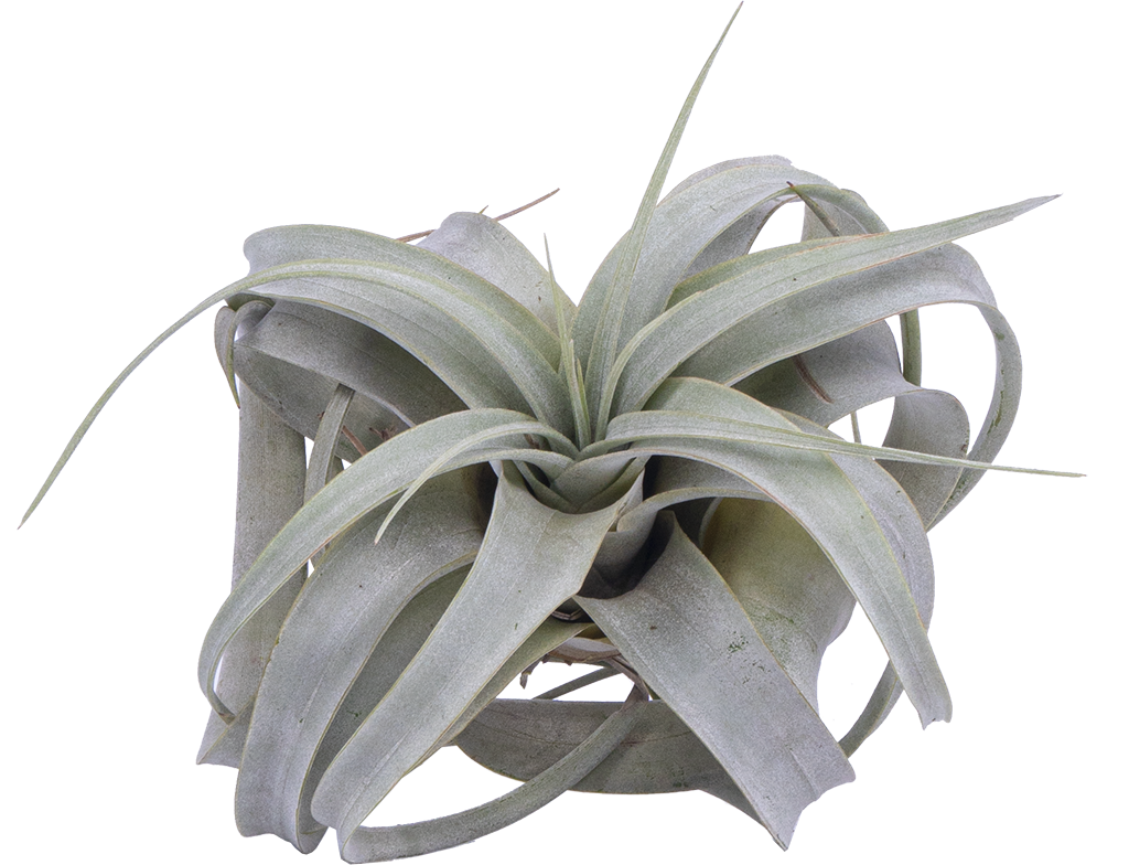 Tillandsia Xerographica (M)