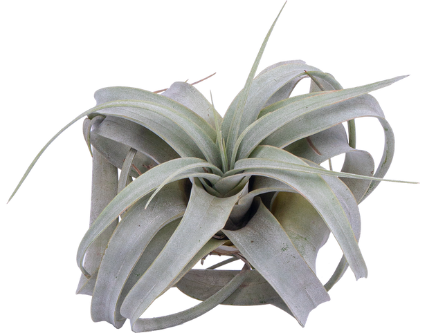 Tillandsia Xerographica (M)