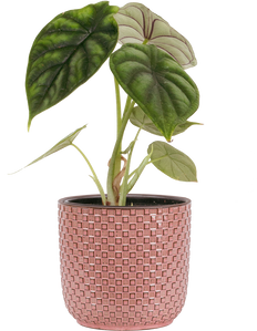 Alocasia Baginda | Green Dragon Scale (S)