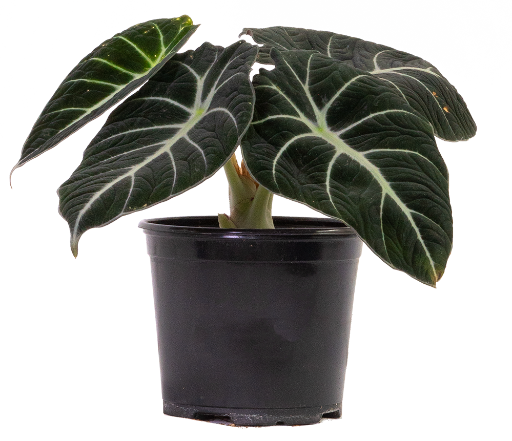 Alocasia Reginula | Black Velvet (M)