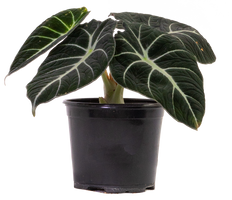 Alocasia Reginula | Black Velvet (M)