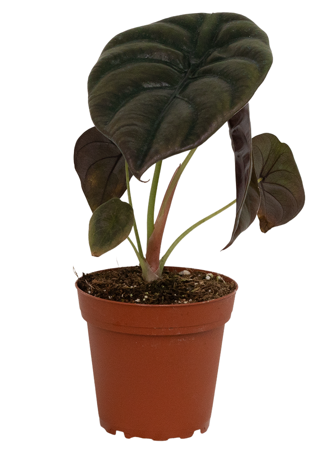 Alocasia Cuprea | Red Secret (S)