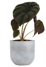 Alocasia Cuprea | Red Secret (S)