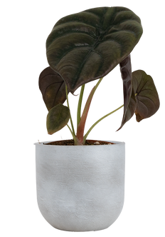 Alocasia Cuprea | Red Secret (S)