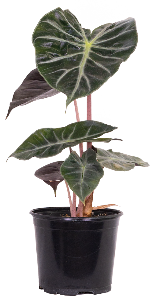 Alocasia Pink Princess (M)