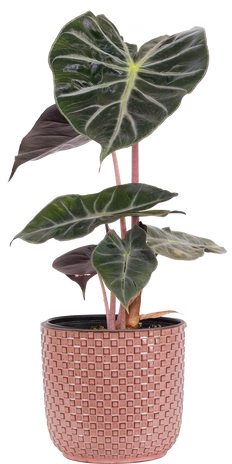Alocasia Pink Princess | African Mask (M)
