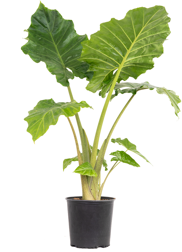 Alocasia Portora | Elephants Ear (XL)