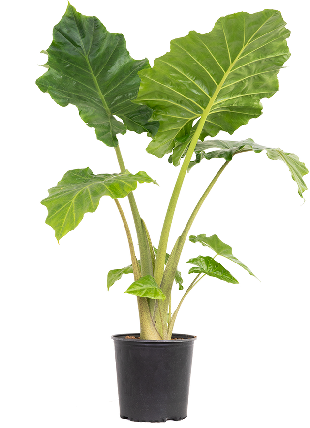 elephant ear plant canada Alocasia Portora | Elephants Ear | 10" Pot | Houseplant