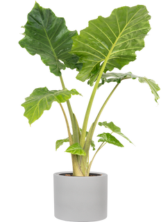 Alocasia Portora | Elephants Ear (XL)
