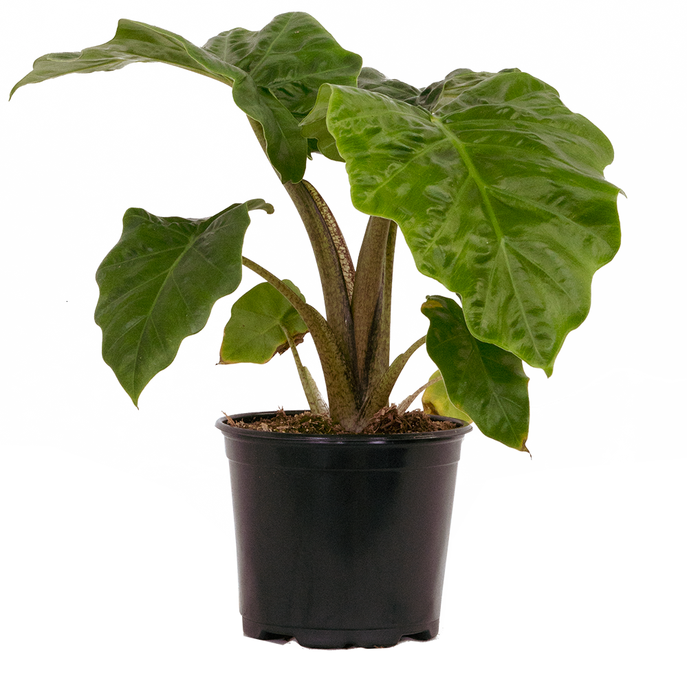 Alocasia Portora Low Rider (M)