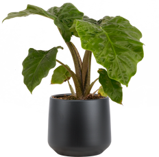 Alocasia Portora Low Rider (M)