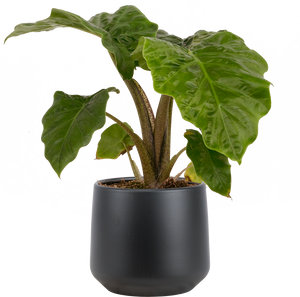 Alocasia Portora Low Rider | 6