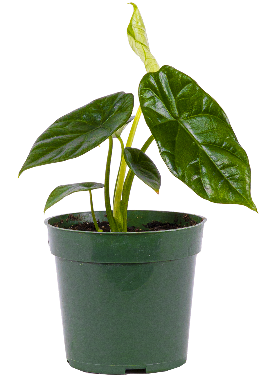 Alocasia Sinuata | Quilted Dream (S)