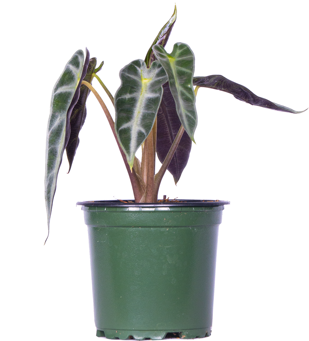 Alocasia Amazonica Bambino Arrow | African Mask (S)
