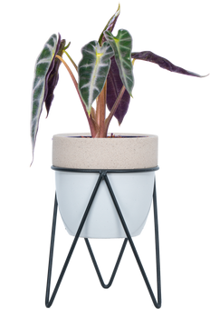 Alocasia Amazonica Bambino Arrow (S)
