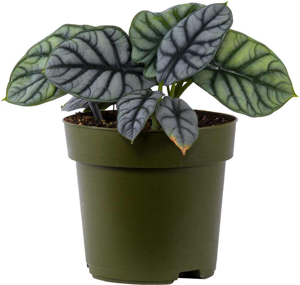 Alocasia Baginda | Silver Dragon (M)