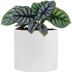 Alocasia Baginda | Silver Dragon (M)