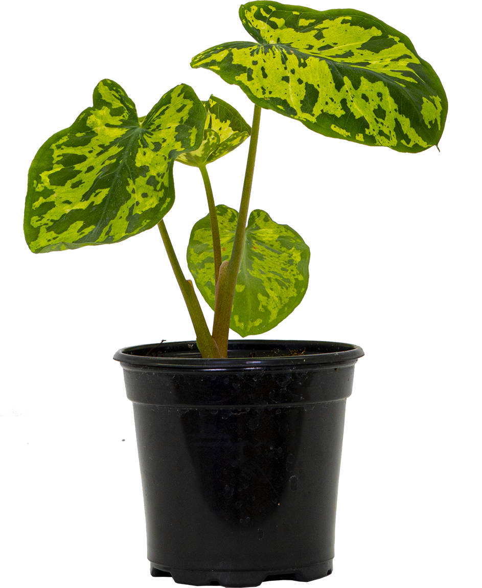 Caladium praetermissum | Caladium Hilo Beauty (S)