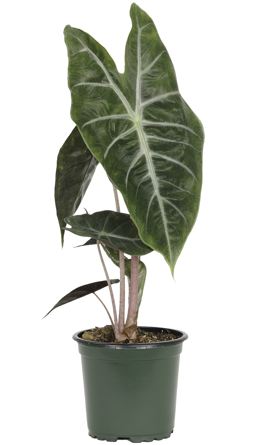 Alocasia Pink Princess (S)