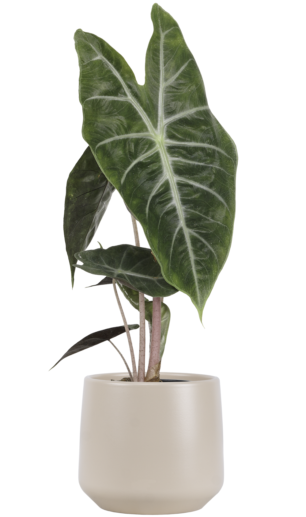 Alocasia Pink Princess | African Mask | 4