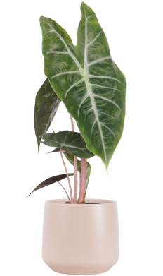 Alocasia Pink Princess | African Mask (S)