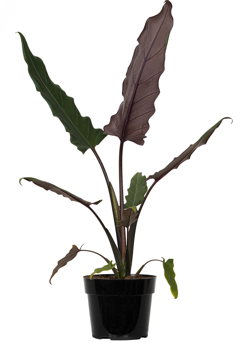 Alocasia Lauterbachiana | Purple Sword (M)