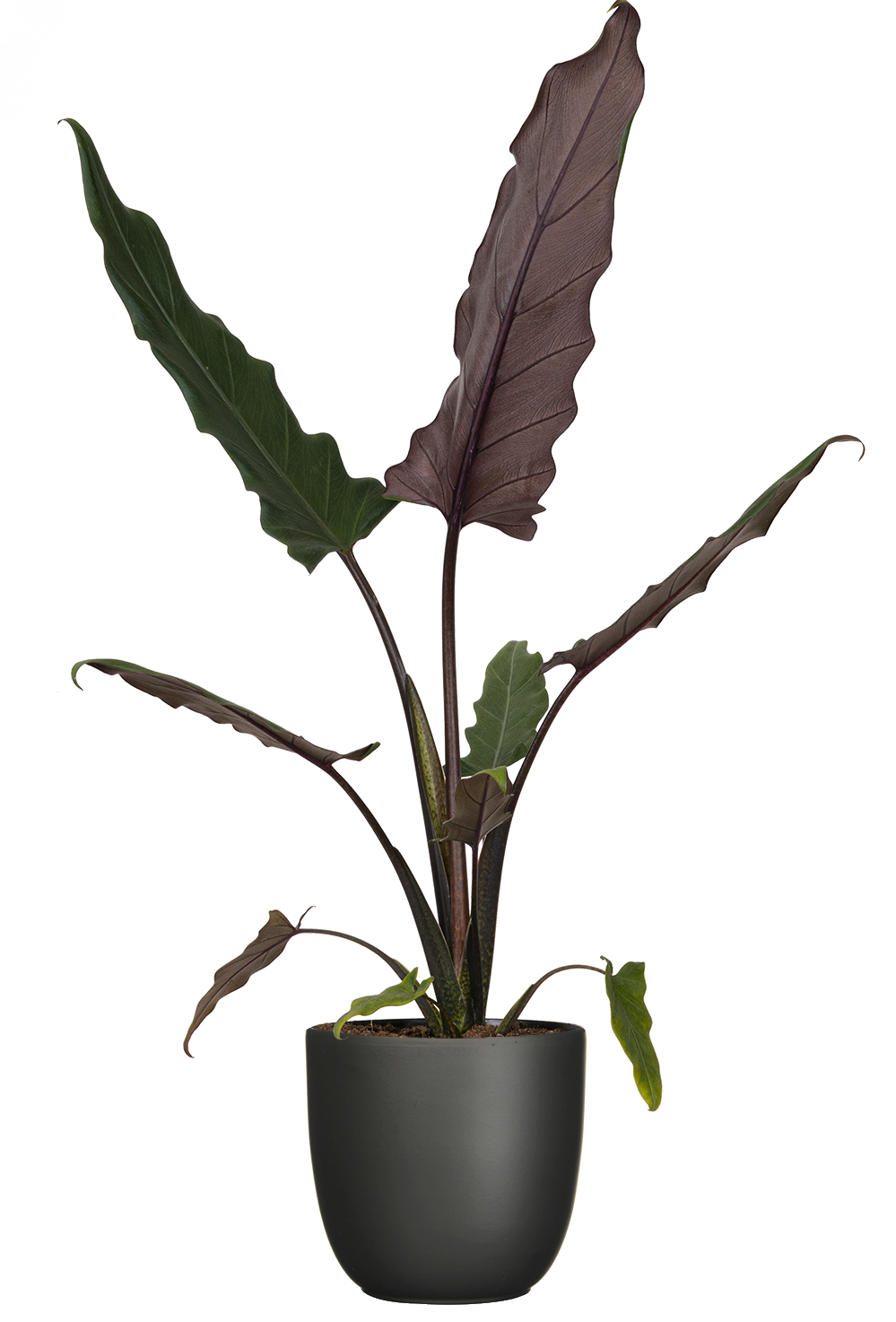 Alocasia Lauterbachiana | Purple Sword | 4
