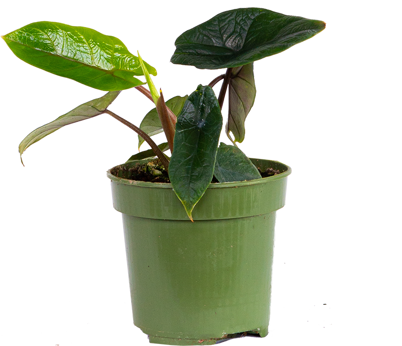Alocasia Scalprum (S)
