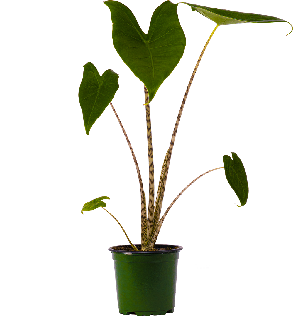 Alocasia Zebrina | Elephant's Ear (S)