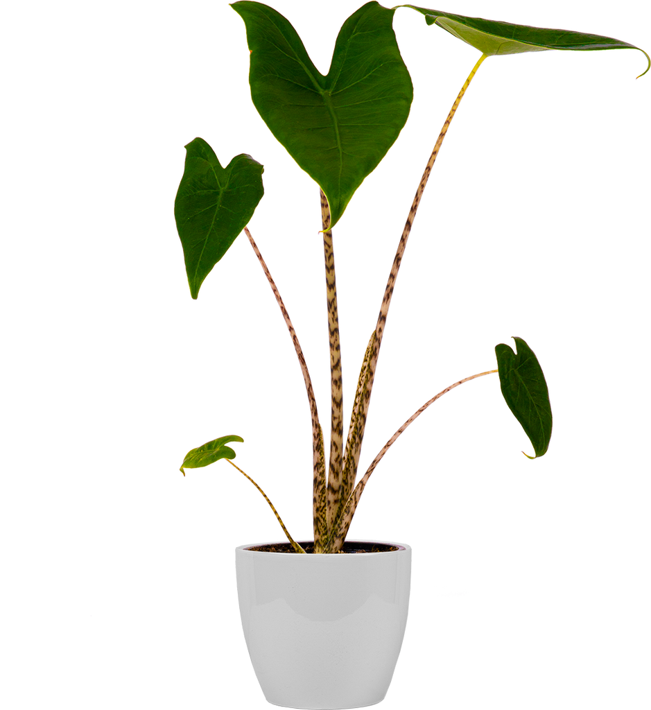 Alocasia Zebrina | Elephant's Ear | 4