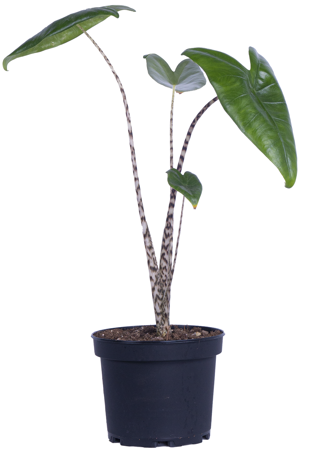 Alocasia Zebrina | Elephant's Ear (M)