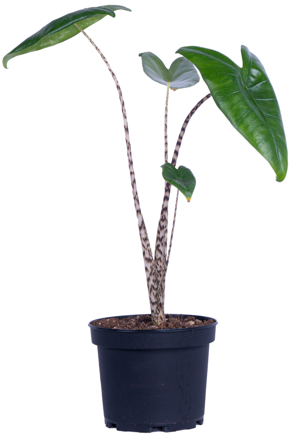 Alocasia Zebrina | Elephant's Ear (M)