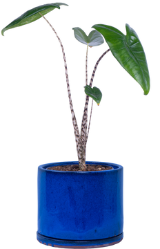 Alocasia Zebrina | Elephant's Ear (M)