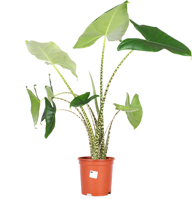 Alocasia Zebrina Elephant's Ear 10" Pot Houseplant Plantsome