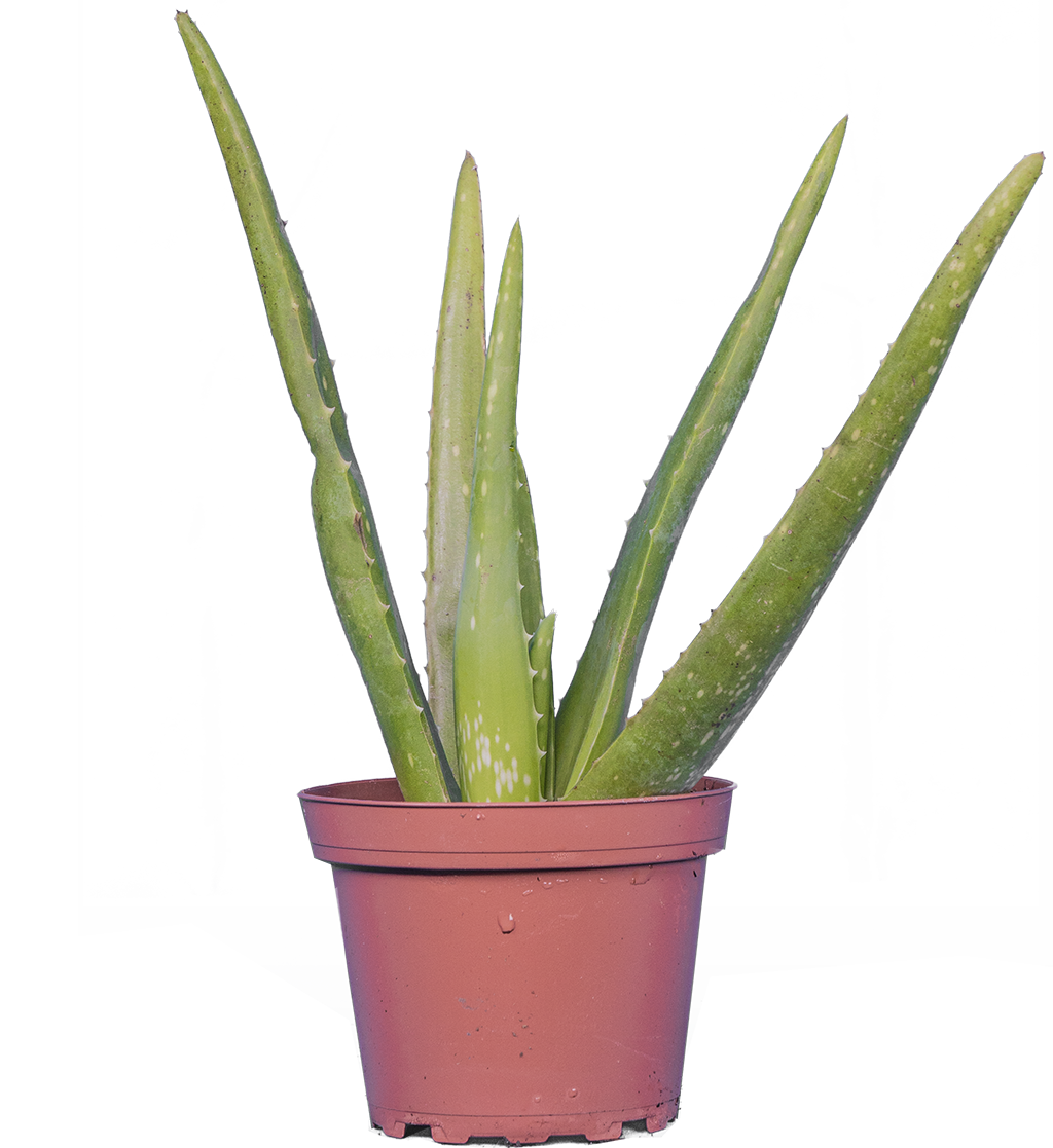 Aloe Vera (S)