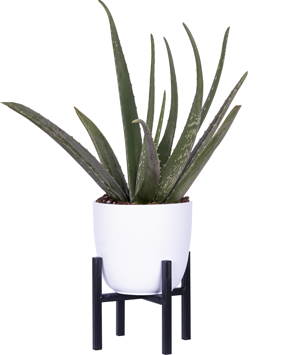 aloe vera plant tesco Aloe Vera | 6" Pot | Easy Care Houseplant
