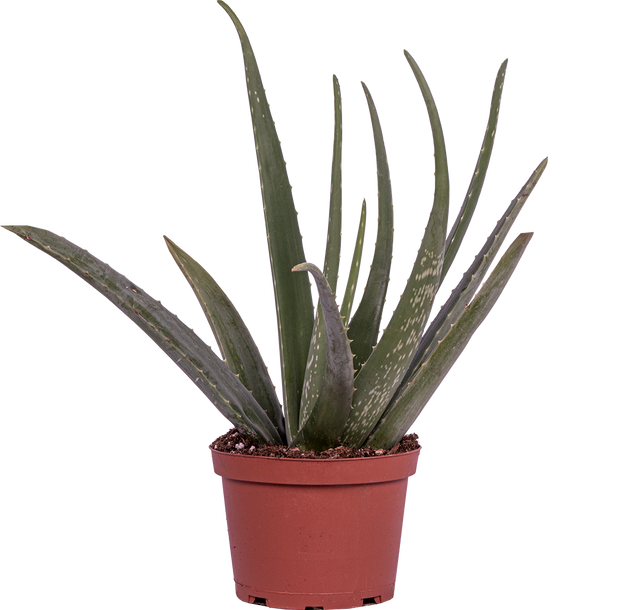 aloe vera plant canada Aloe Vera | 6" Pot | Easy Care Houseplant