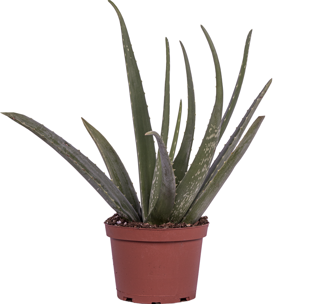 Aloe Vera (M)