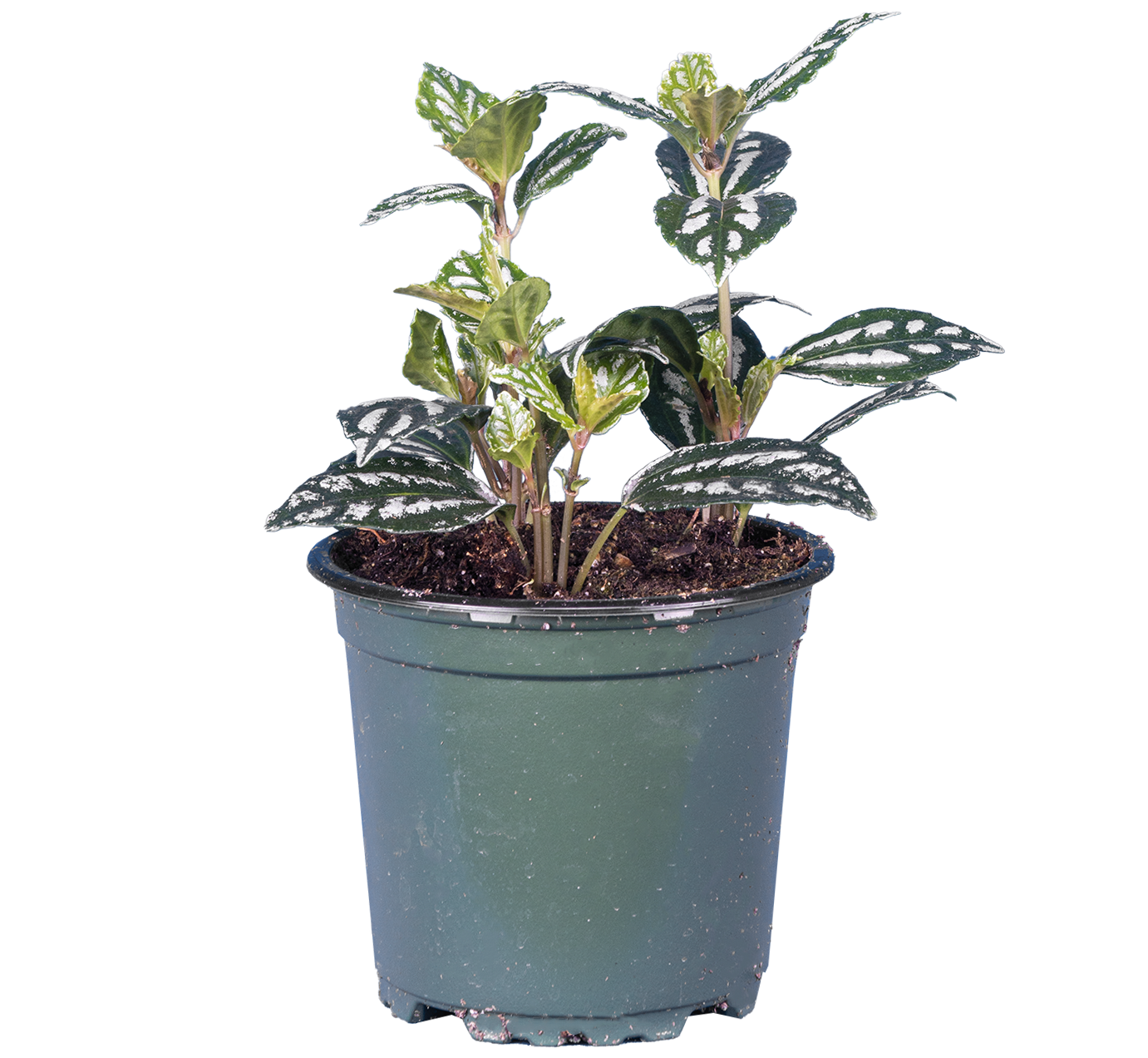 Pilea cadierei | Aluminum Plant (S)